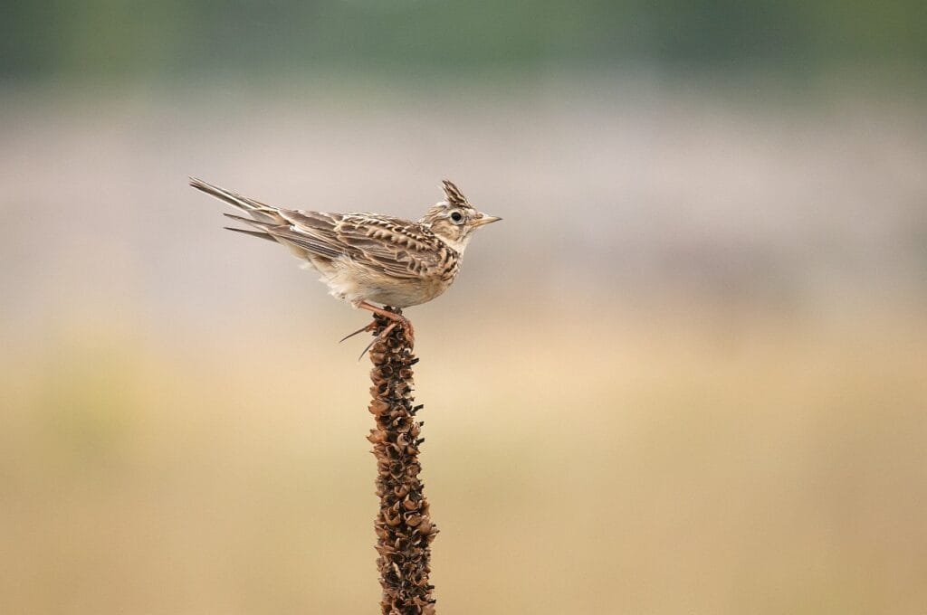Veldleeuwerik (Alauda arvensis)