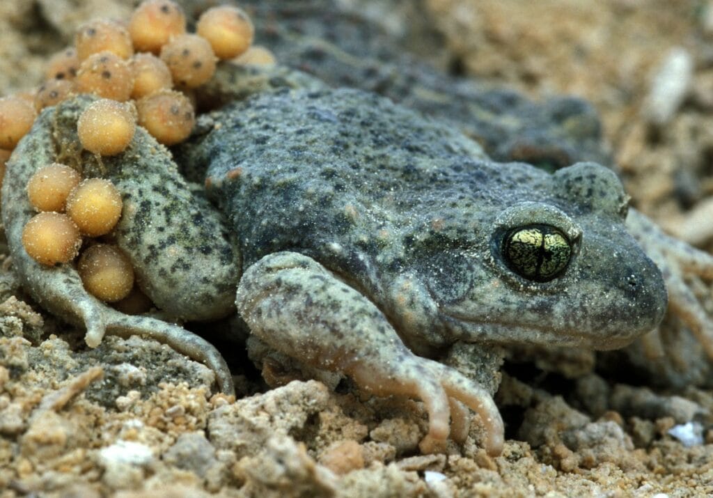 Vroedmeesterpad (Alytes obstetricans)