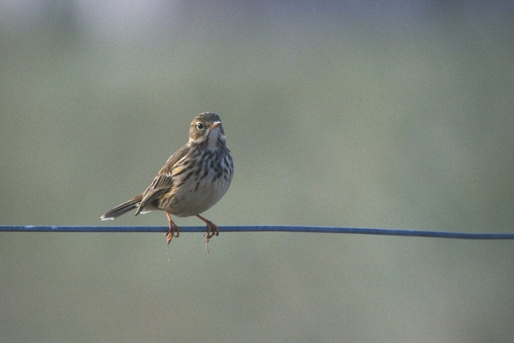 Graspieper (Anthus pratensis)