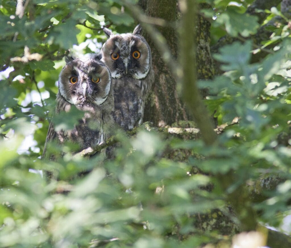 Ransuil (Asio otus)