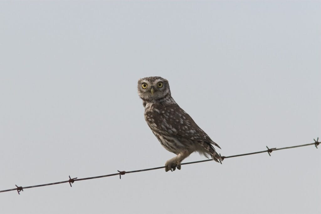 Steenuil (Athene noctua)