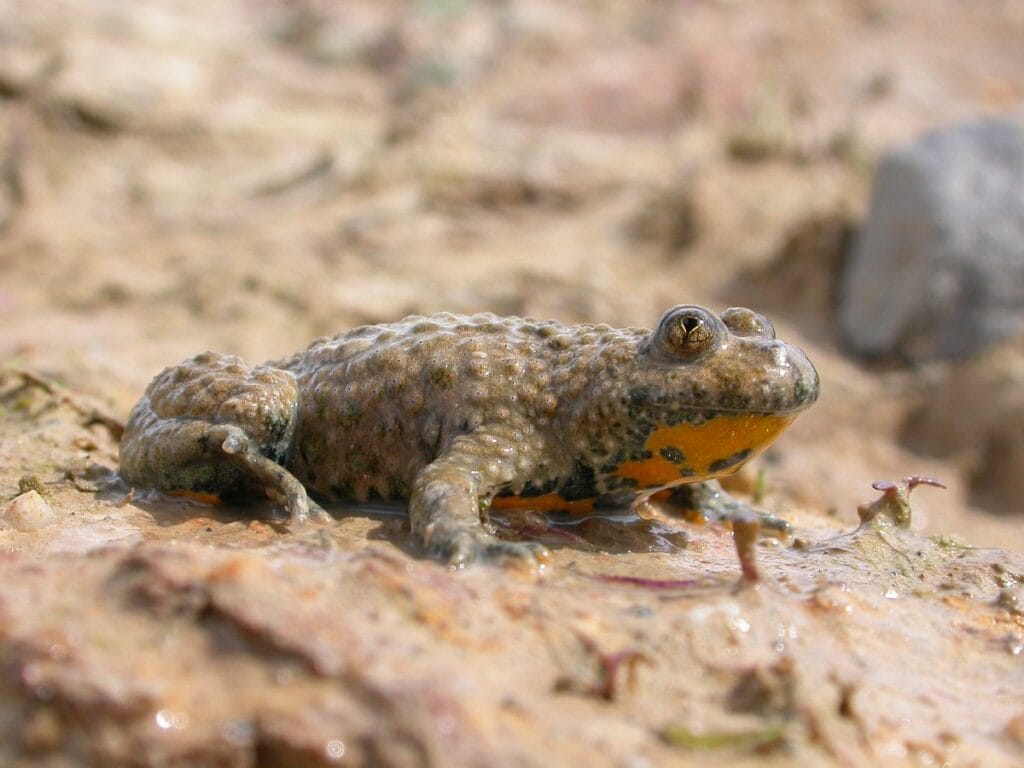 Geelbuikvuurpad (Bombina variegata)