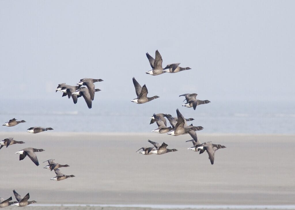 Rotgans (Branta bernicla)