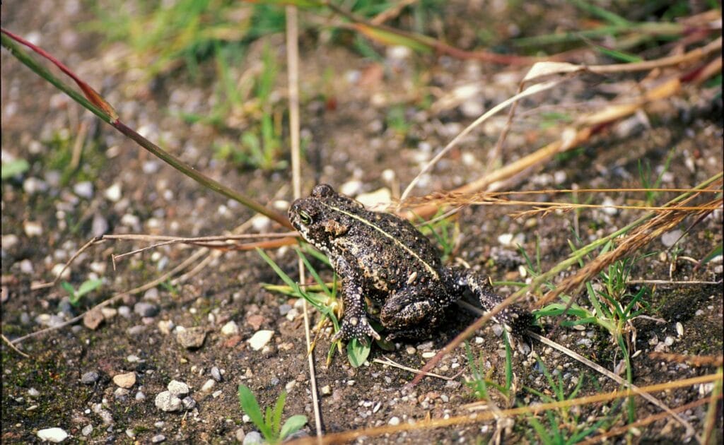 Rugstreeppad (Bufo calamita)