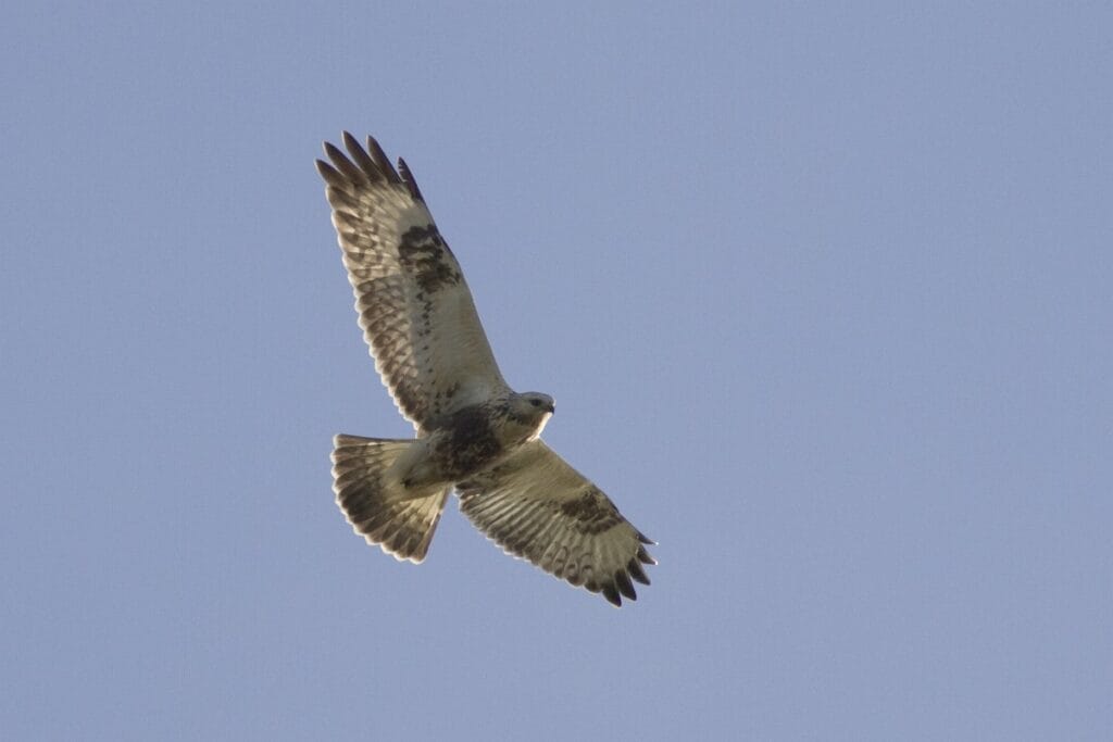 Ruigpootbuizerd (Buteo lagopus)