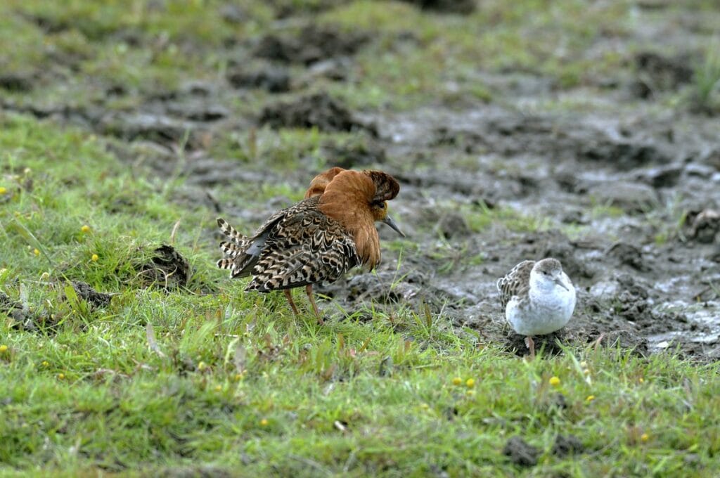 Kemphaan (Calidris pugnax)