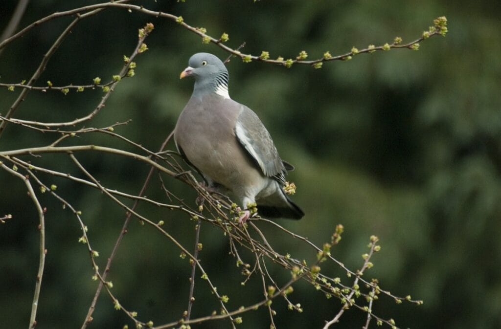 Houtduif (Columba palumbus)