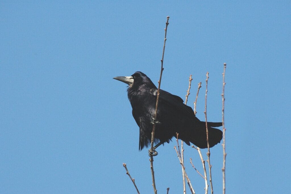 Roek (Corvus frugilegus)