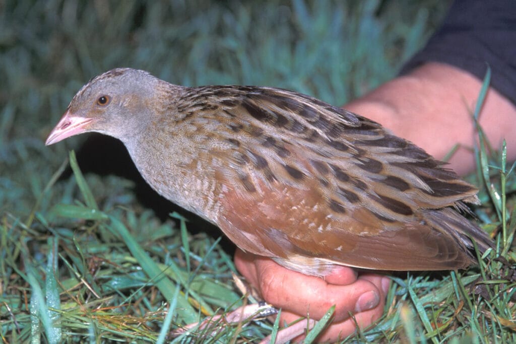 Kwartelkoning (Crex crex)