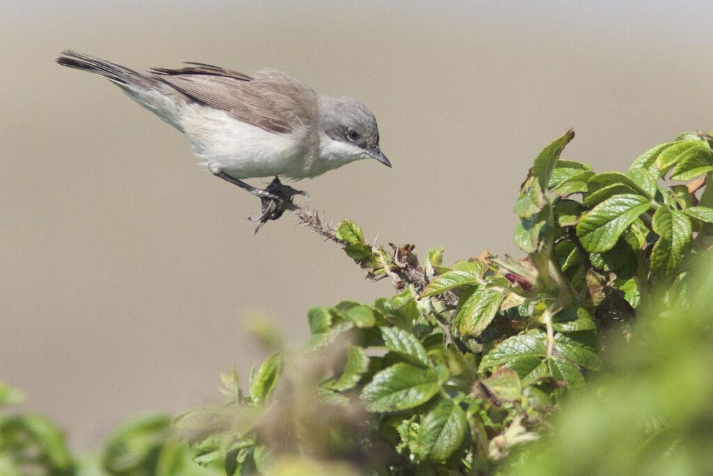 Braamsluiper (Curruca curruca)