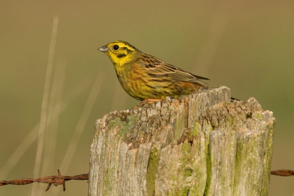 Geelgors (Emberiza citrinella)
