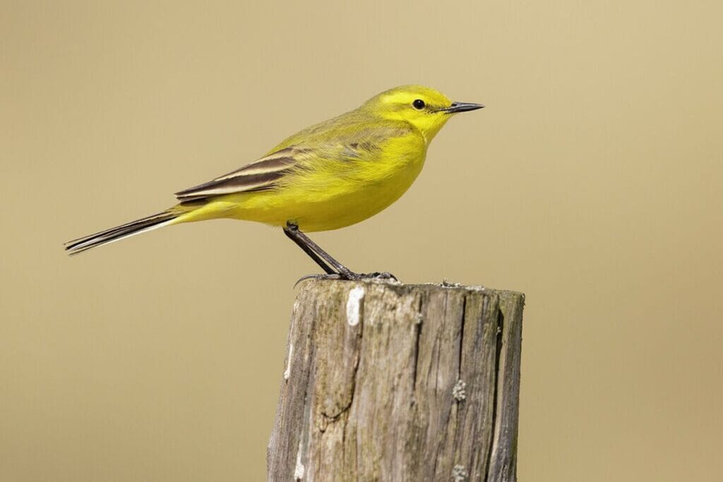 Engelse kwikstaart (Motacilla flava falsissima)