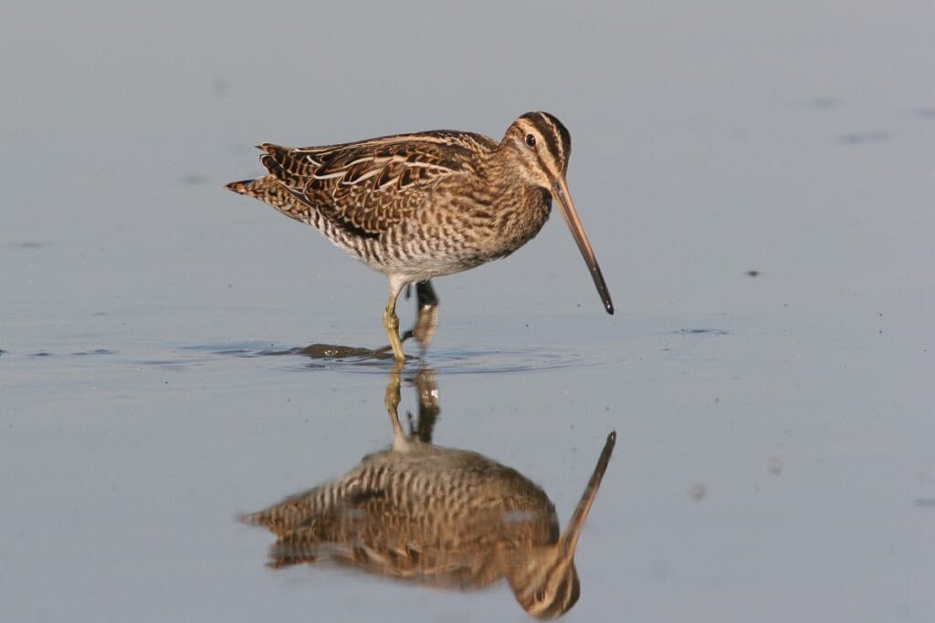 Watersnip (Gallinago gallinago)