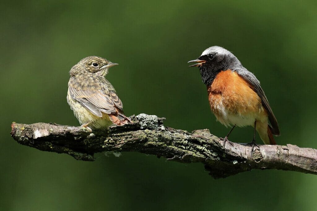 Gekraagde roodstaart (Phoenicurus phoenicurus)