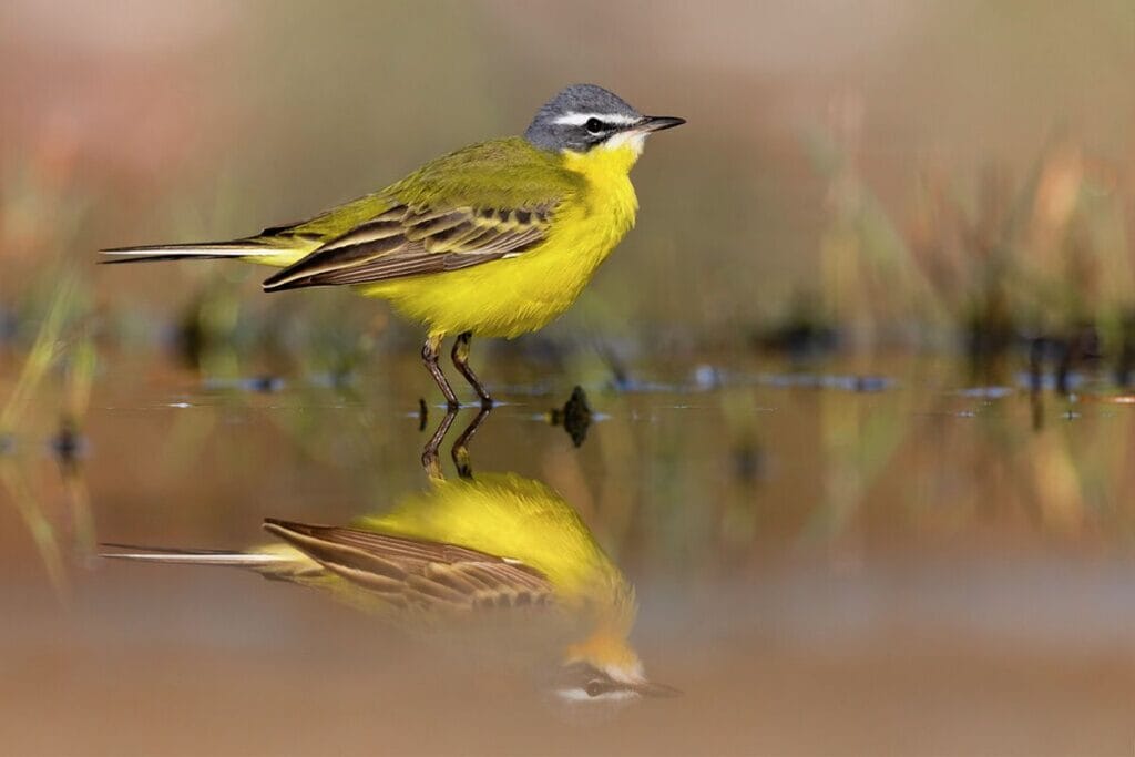 Gele kwikstaart (Motacilla flava)