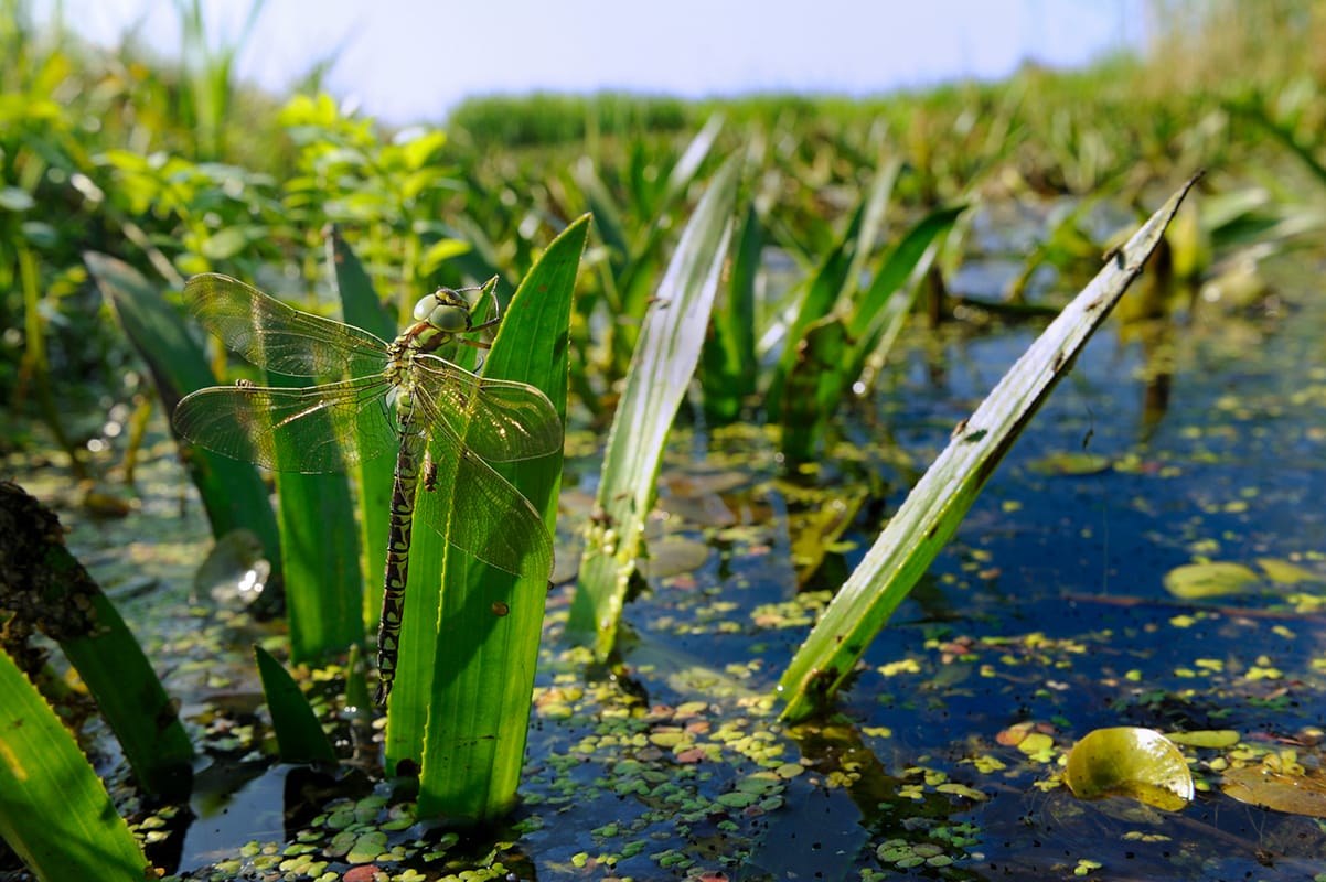 Groene glazenmaker op krabbenscheer in sloot
