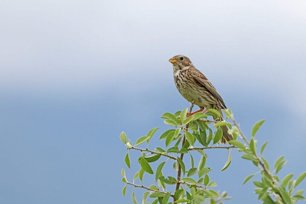 Grauwe gors (Emberiza calandra)