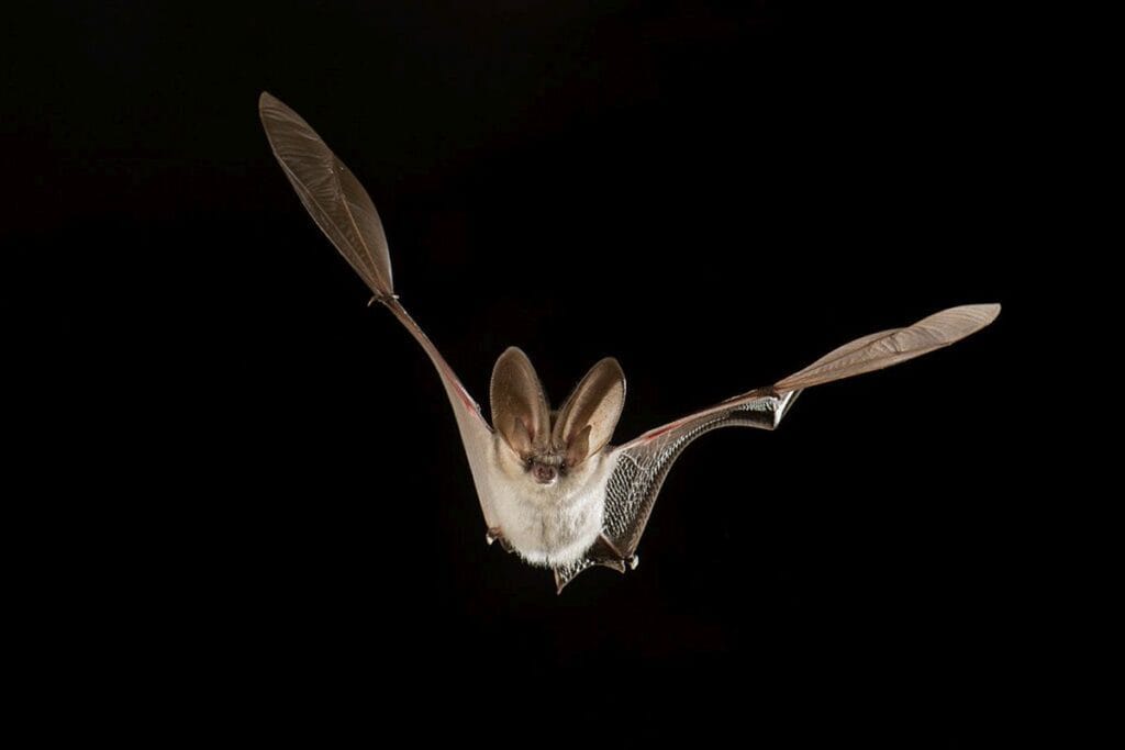 Grijze grootoorvleermuis (Plecotus austriacus)