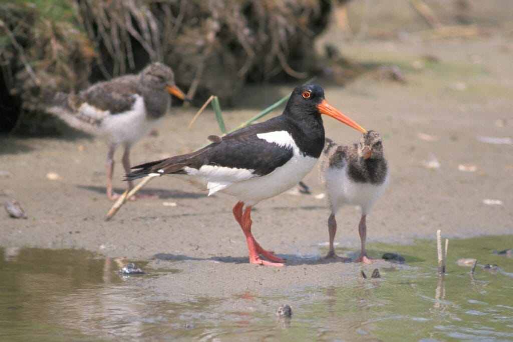 Scholekster (Haematopus ostralegus)