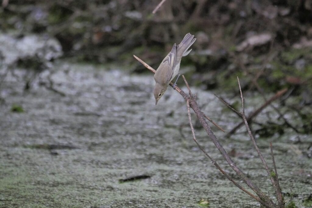 Spotvogel (Hippolais icterina)