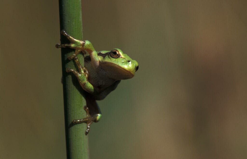 Boomkikker (Hyla arborea)