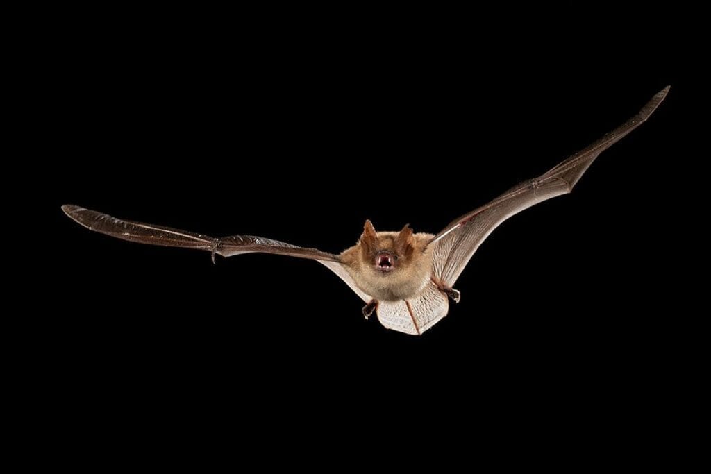 Ingekorven vleermuis (Myotis emarginatus)