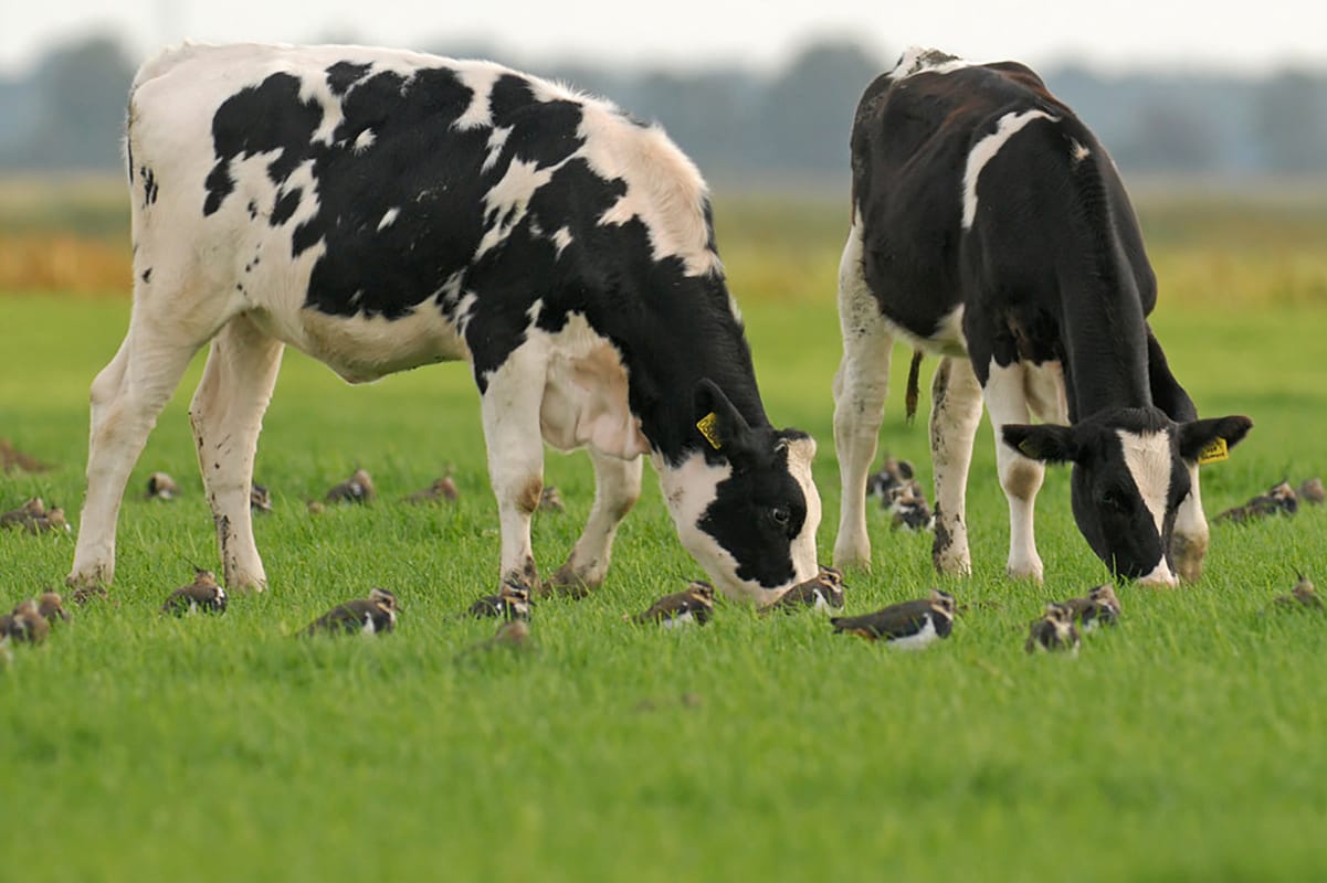 Zwart bonte koeien omringd door kieviten