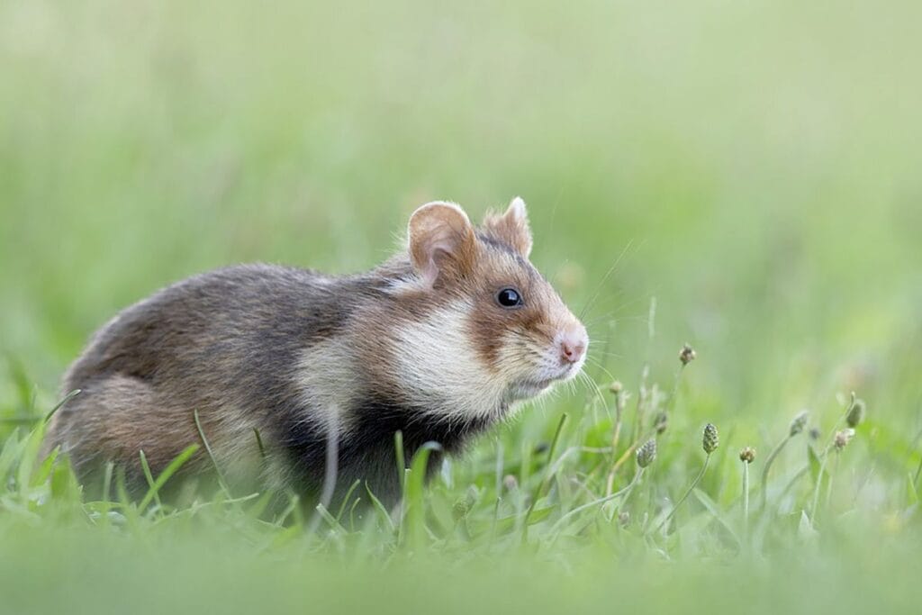 Hamster (Cricetus cricetus)