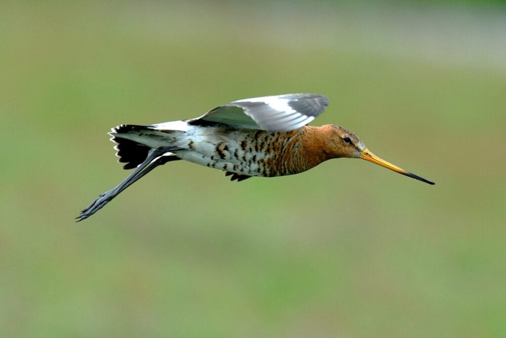 Grutto (Limosa limosa)