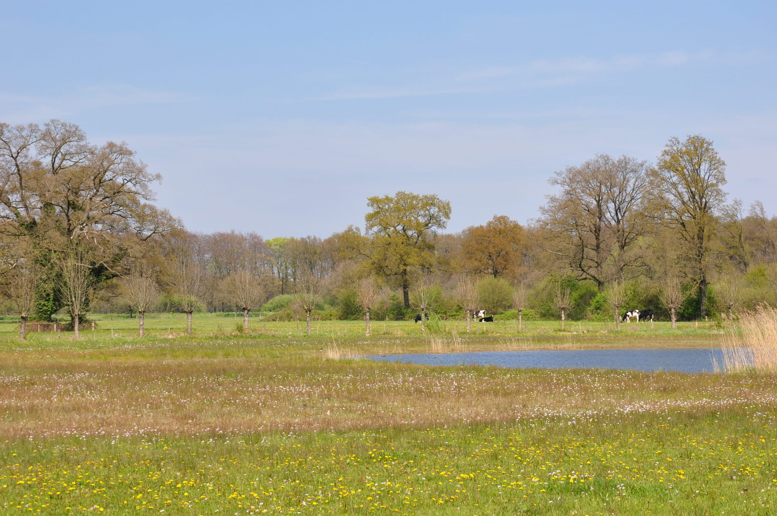 Poel met kruidenrijk grasland