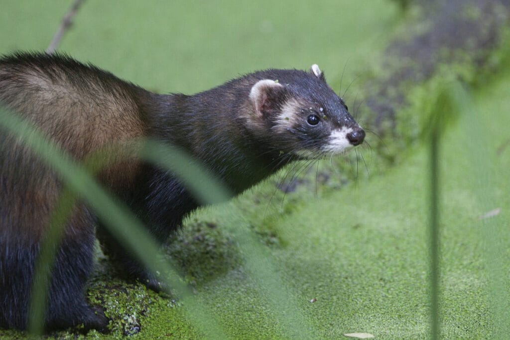 Bunzing (Mustela putorius)