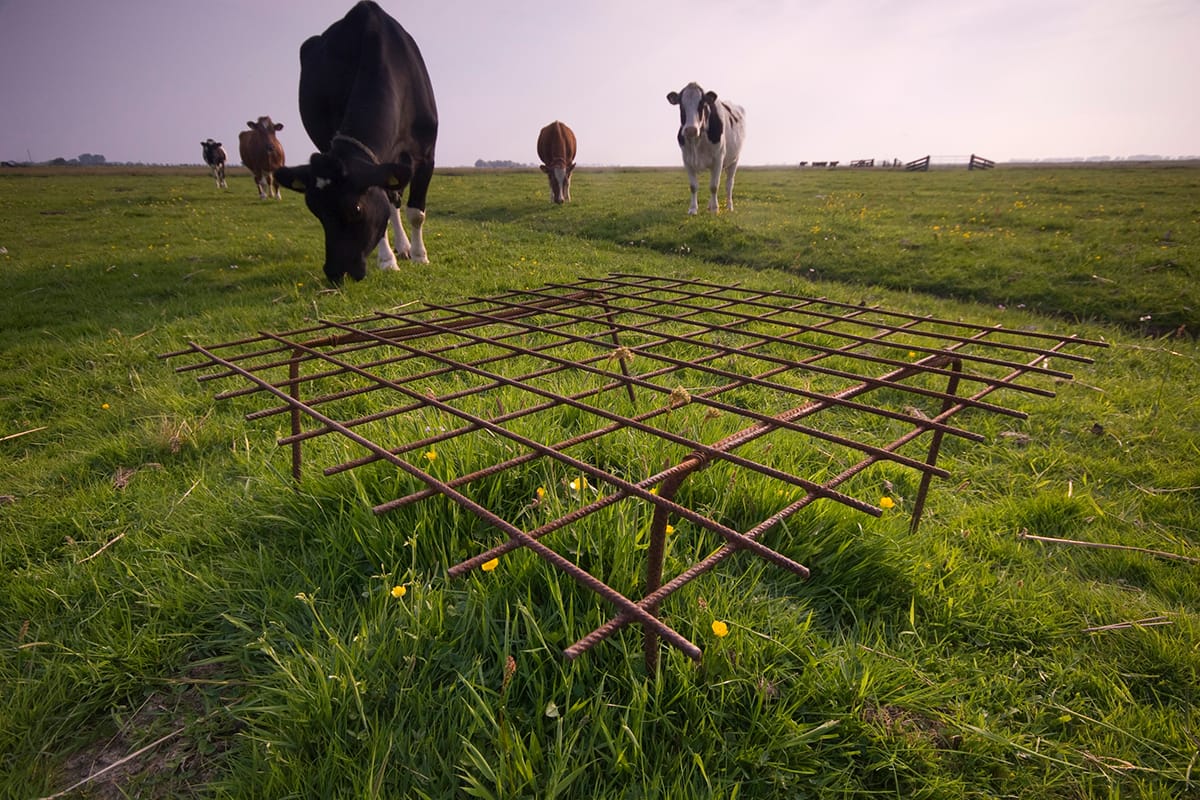 Koeien bij nestbeschermer in grasland