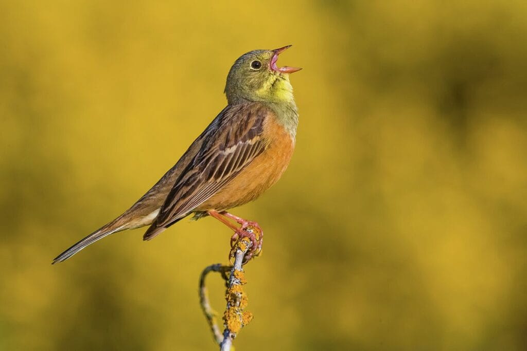 Ortolaan (Emberiza hortulana)