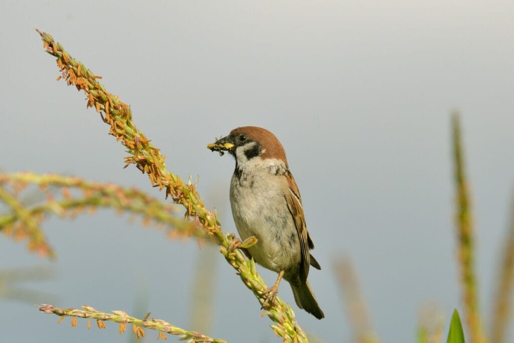 Ringmus (Passer montanus)