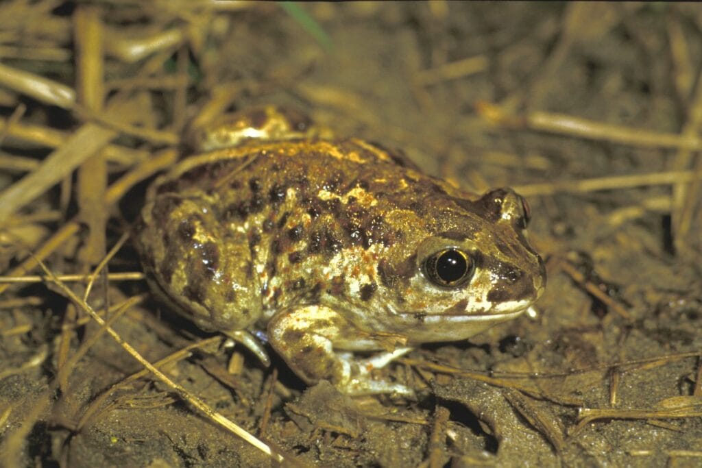 Knoflookpad (Pelobates fuscus)