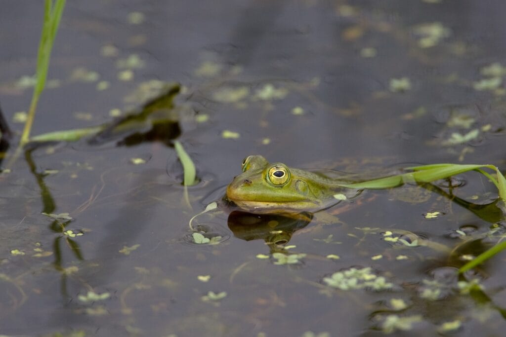 Poelkikker (Pelophylax lessonae)