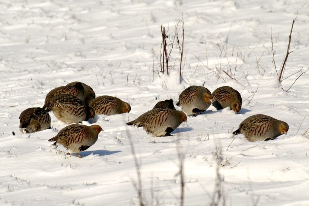 Patrijs (Perdix perdix)