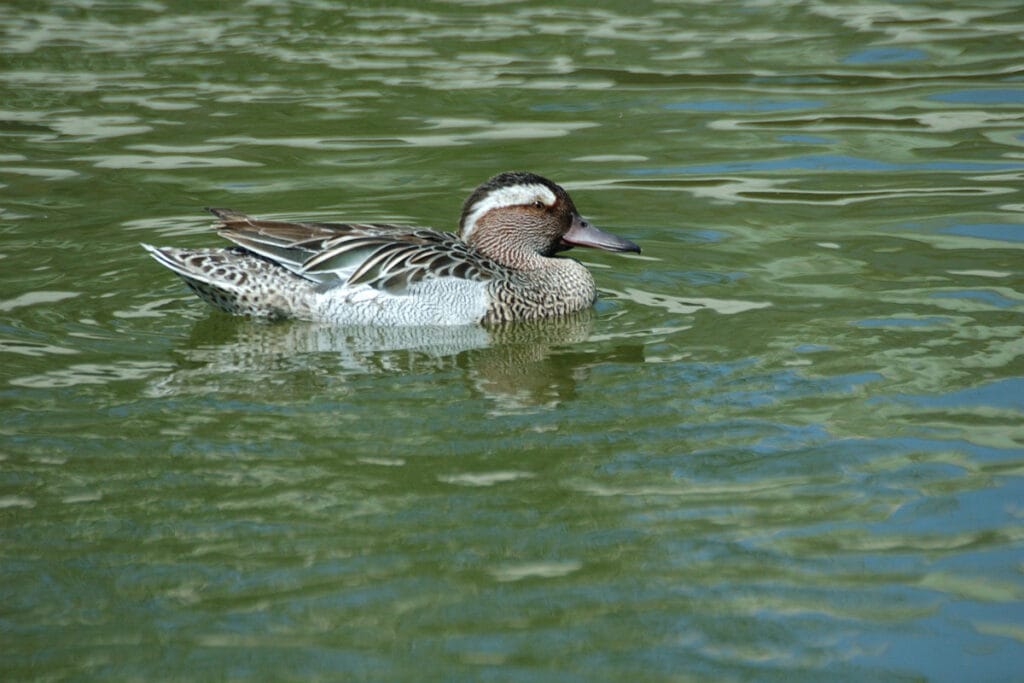 Zomertaling (Spatula querquedula)