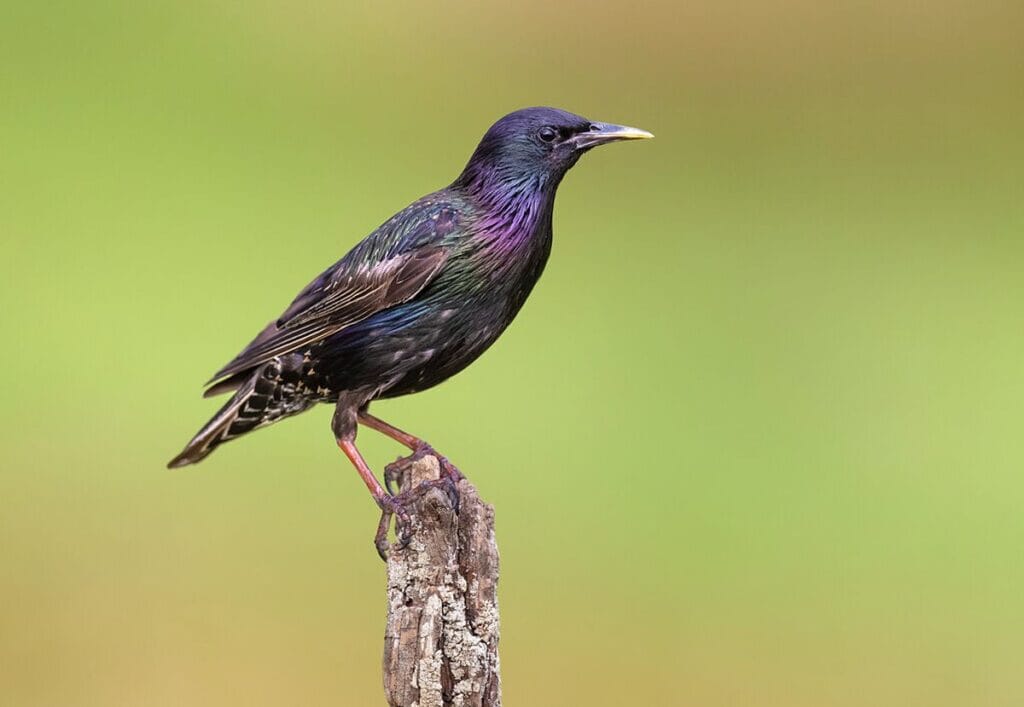 Spreeuw (Sturnus vulgaris)