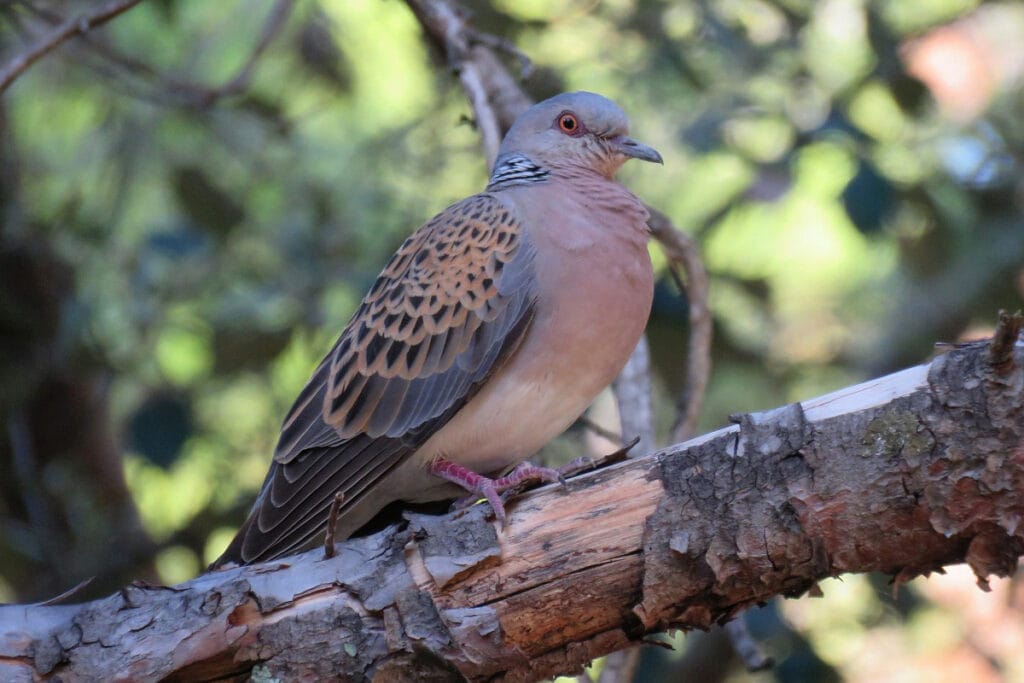 Zomertortel (Streptopelia turtur)