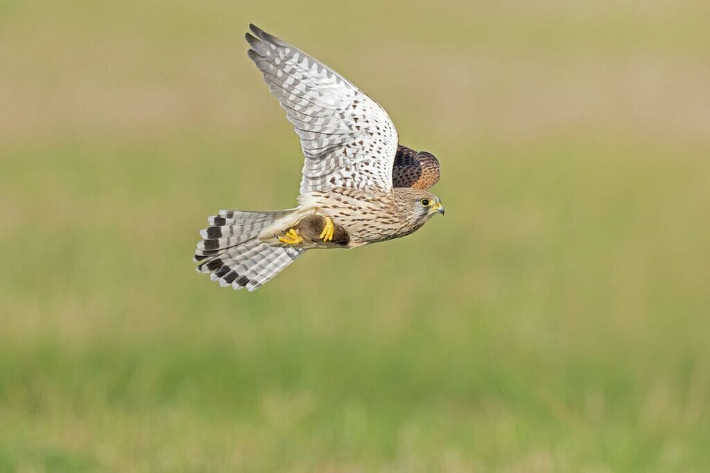 Torenvalk (Falco tinnunculus)