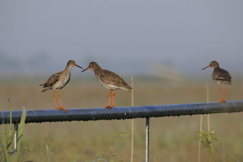 Tureluur (Tringa totanus)