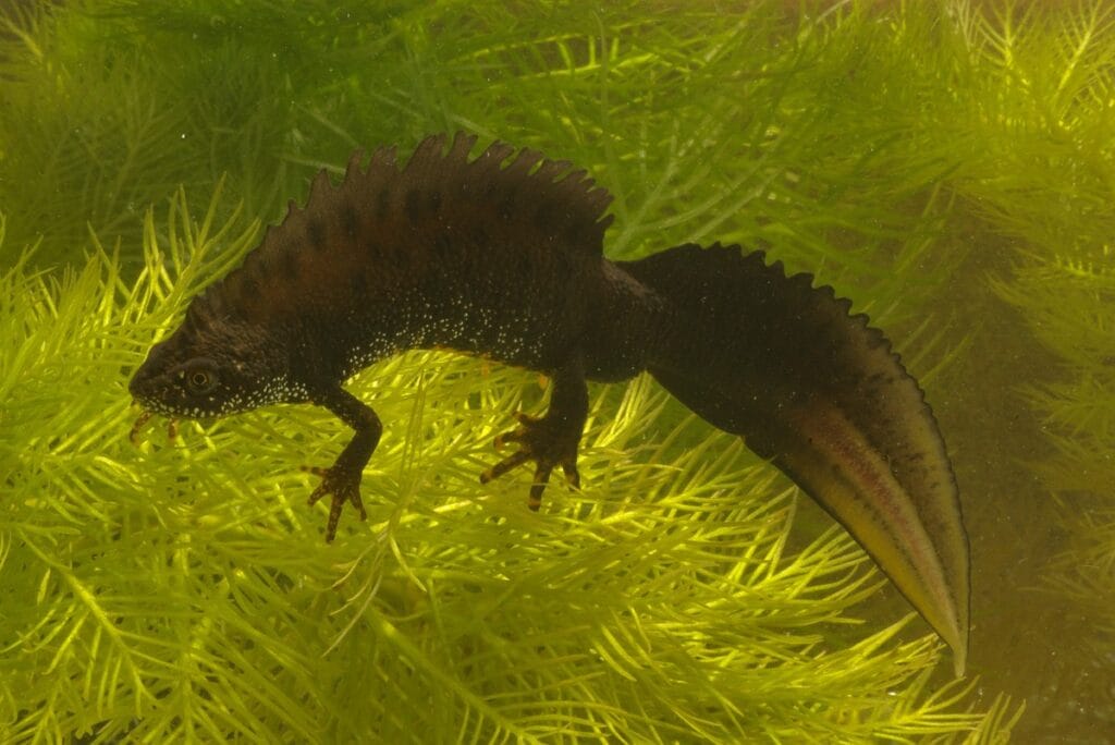 Kamsalamander (Triturus cristatus)