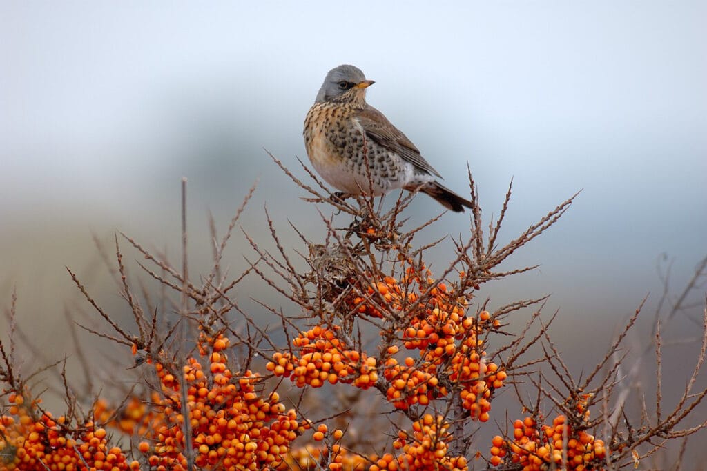 Kramsvogel (Turdus pilaris)