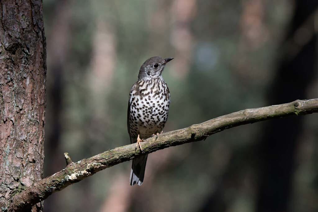 Grote lijster (Turdus viscivorus)
