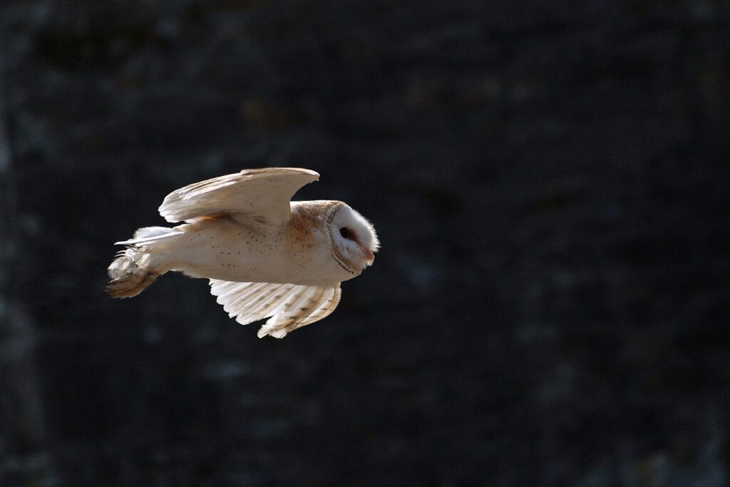 Kerkuil (Tyoto Alba)