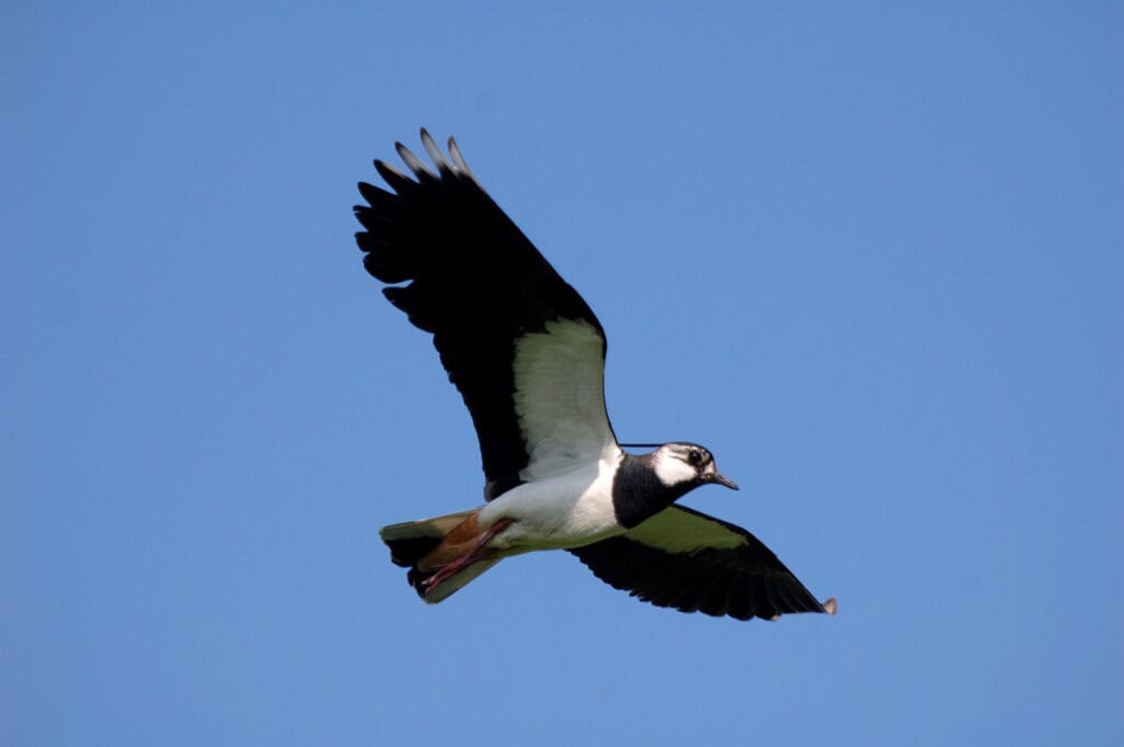 Kievit (Vanellus vanellus)