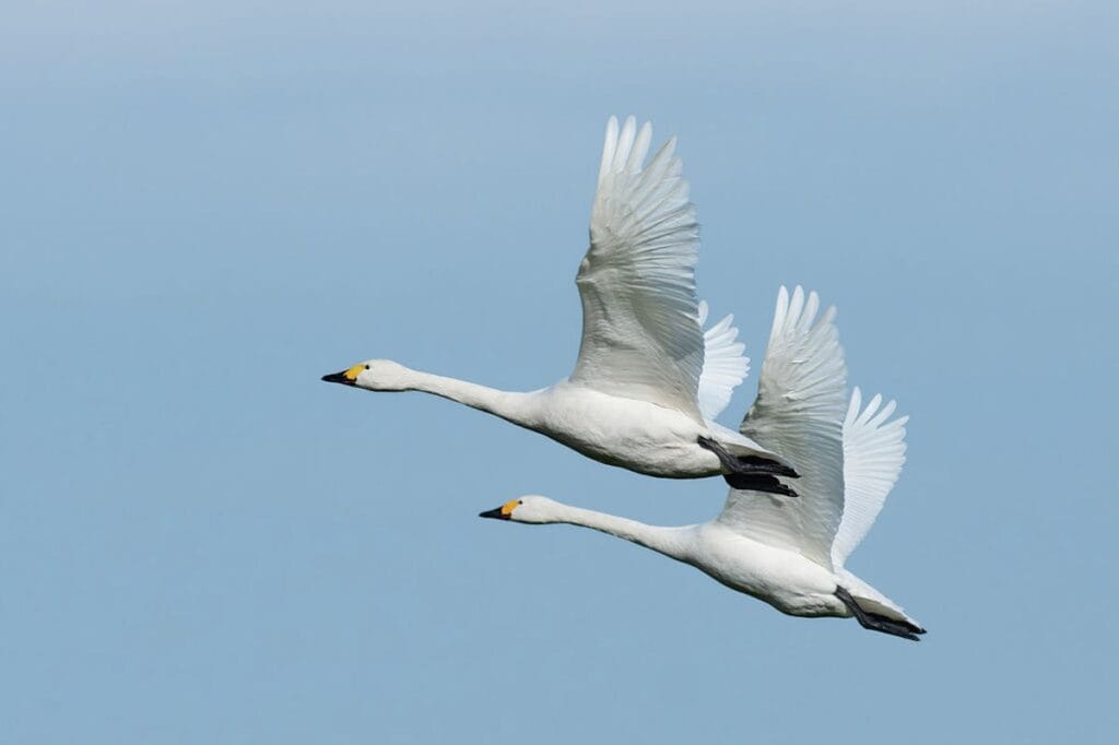 Kleine zwaan (Cygnus columbianus)